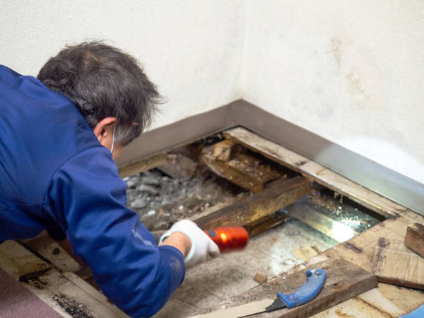 Best Mold Remediation  in Mammoth, AZ