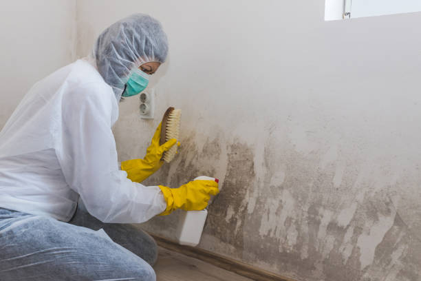 Best Fast Mold Removal  in Mammoth, AZ