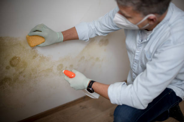 Best Professional Mold Removal  in Mammoth, AZ