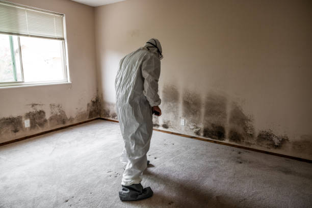 Best Attic Mold Removal  in Mammoth, AZ