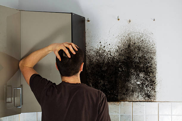 Best Toxic Mold Removal  in Mammoth, AZ