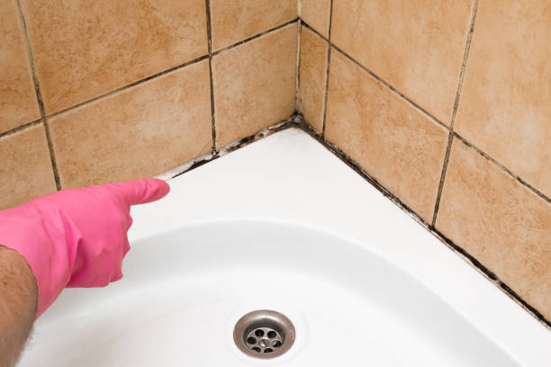 Best Certified Mold Removal  in Mammoth, AZ